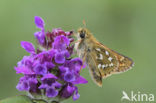 Kommavlinder (Hesperia comma) 