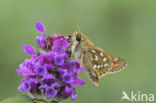 Silver-spotted Skipper (Hesperia comma)