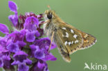 Silver-spotted Skipper (Hesperia comma)