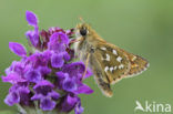 Silver-spotted Skipper (Hesperia comma)