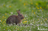 Konijn (Oryctolagus cuniculus) 