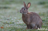 Konijn (Oryctolagus cuniculus) 