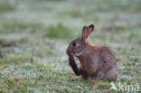 Konijn (Oryctolagus cuniculus) 