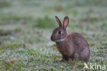 Konijn (Oryctolagus cuniculus) 