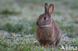 Konijn (Oryctolagus cuniculus) 