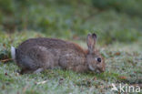 Konijn (Oryctolagus cuniculus) 