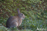 Konijn (Oryctolagus cuniculus) 