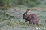 Konijn (Oryctolagus cuniculus) 