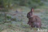 Konijn (Oryctolagus cuniculus) 