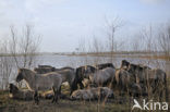 Konik horse (Equus spp)