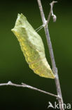 Swallowtail (Papilio machaon)