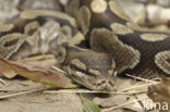 Koningspython (Python regius)