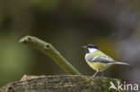 Great Tit (Parus major)