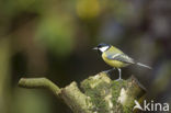 Great Tit (Parus major)