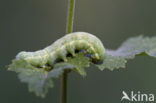 Kooluil (Mamestra brassicae)