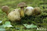 Kostgangerboleet (Boletus parasiticus) 