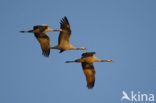 Common Crane (Grus grus)