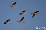 Common Crane (Grus grus)