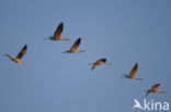 Common Crane (Grus grus)