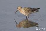 Krombekstrandloper (Calidris ferruginea)