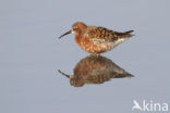 Krombekstrandloper (Calidris ferruginea)