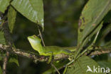 kroonbasilisk (Basiliscus plumifrons)