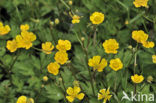 Kruipende boterbloem (Ranunculus repens)