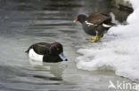 Tufted Duck (Aythya fuligula)