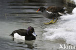 Tufted Duck (Aythya fuligula)