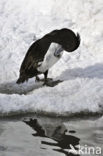 Tufted Duck (Aythya fuligula)