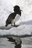 Tufted Duck (Aythya fuligula)