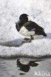 Tufted Duck (Aythya fuligula)