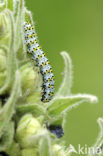 The Mullein (Shargacucullia verbasci)