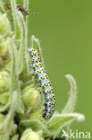 The Mullein (Shargacucullia verbasci)