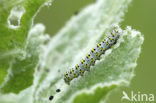 The Mullein (Shargacucullia verbasci)