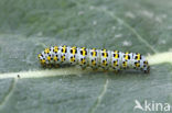 The Mullein (Shargacucullia verbasci)