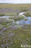 Lamsoor (Limonium vulgare)