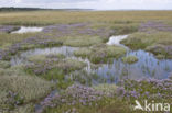 Lamsoor (Limonium vulgare)