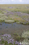 Lamsoor (Limonium vulgare)