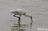 Eurasian Spoonbill (Platalea leucorodia)