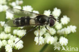 Leucozona laternaria