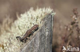 Viviparous Lizard (Zootoca vivipara)