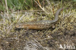 Levendbarende hagedis (Zootoca vivipara) 