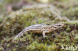 Viviparous Lizard (Zootoca vivipara)