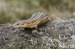 Viviparous Lizard (Zootoca vivipara)