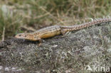 Viviparous Lizard (Zootoca vivipara)