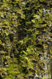 Liverwort (Marchantia spec.)