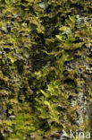 Liverwort (Marchantia spec.)