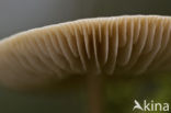 Milkcap (Lactarius spec.)