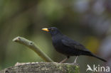 Merel (Turdus merula)